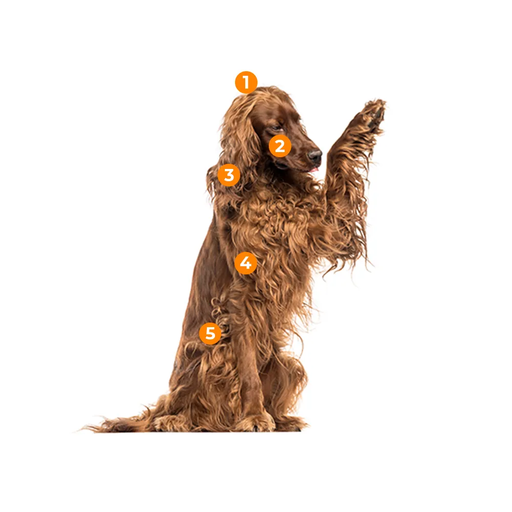 caracteristicas fisicas